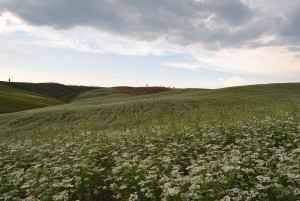 DSC_5567